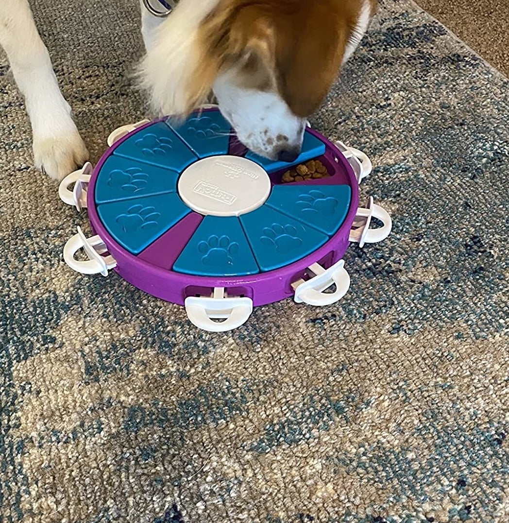 Reviewer&#x27;s dog playing with the puzzle toy to unlock compartment with treats