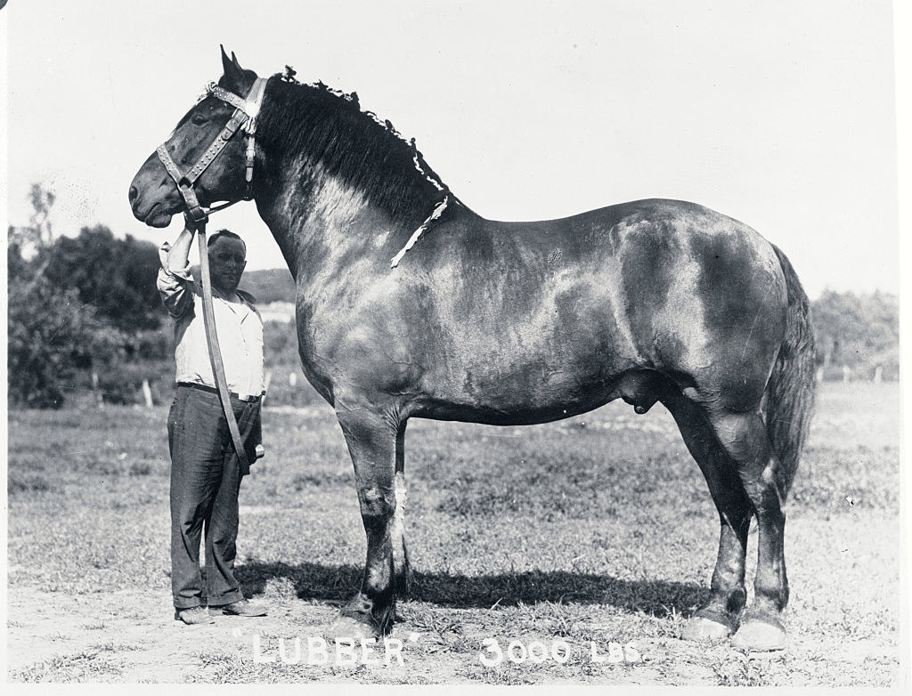 A man standing next to a giant horse
