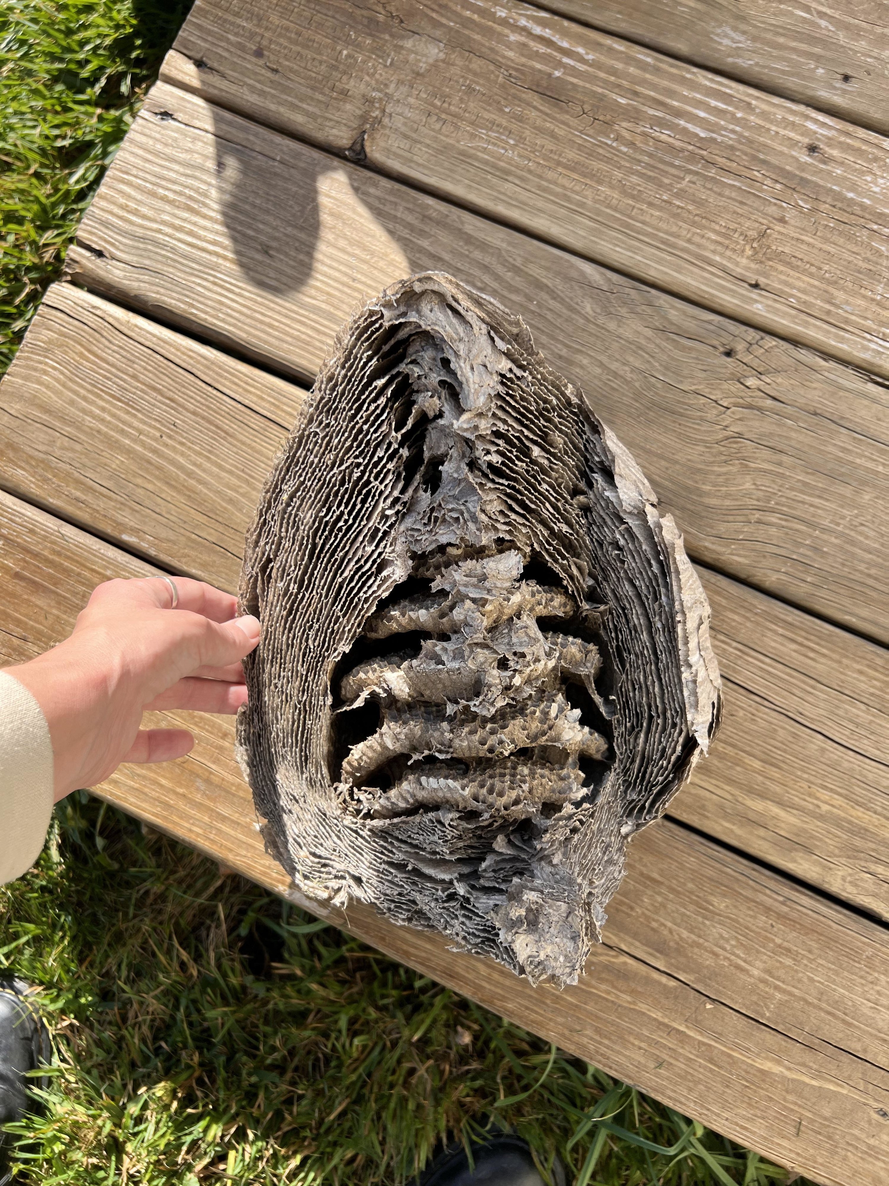 Inside of a wasp nest showing what looks like rows of honeycomb