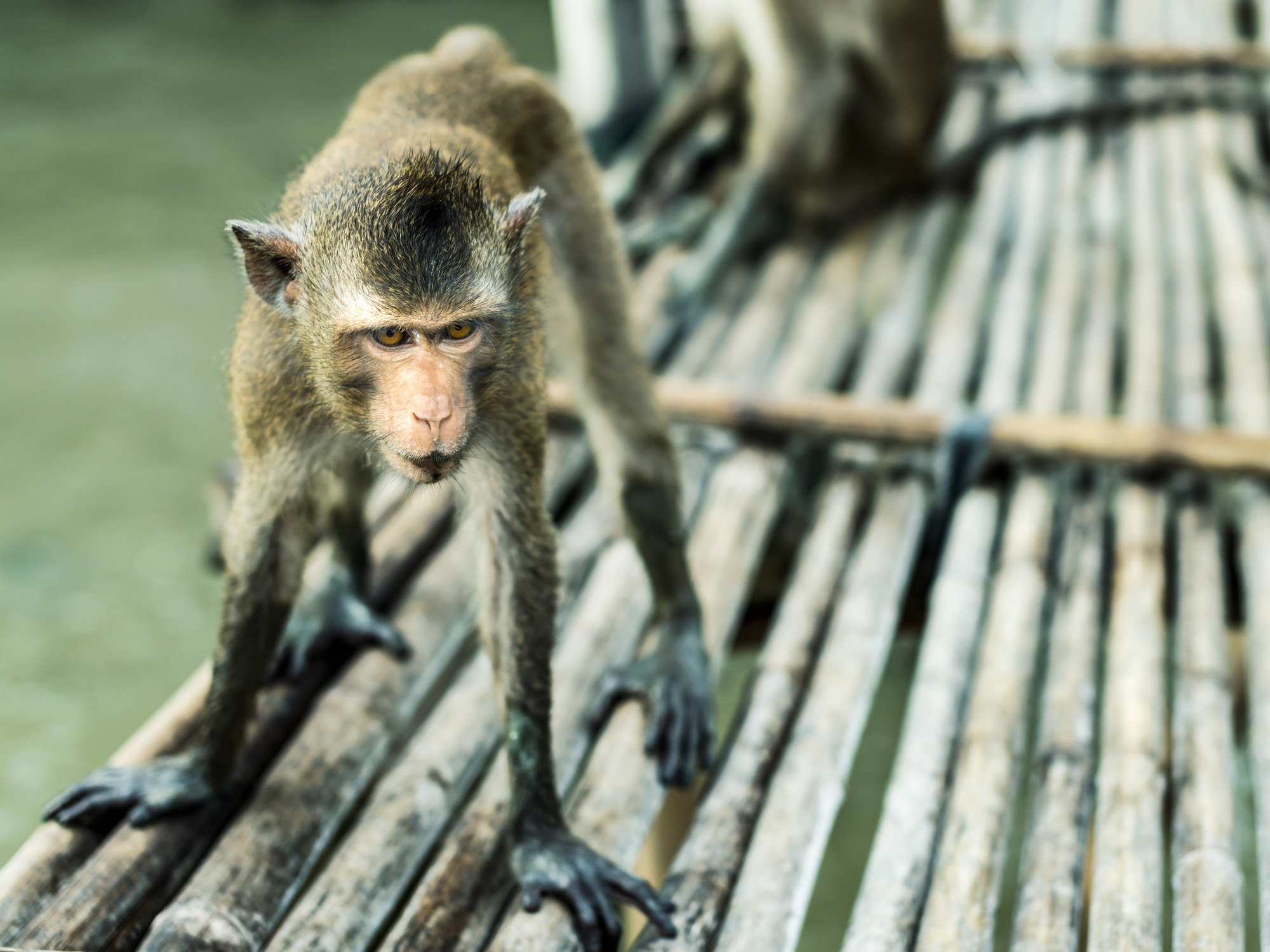 A monkey on a raft