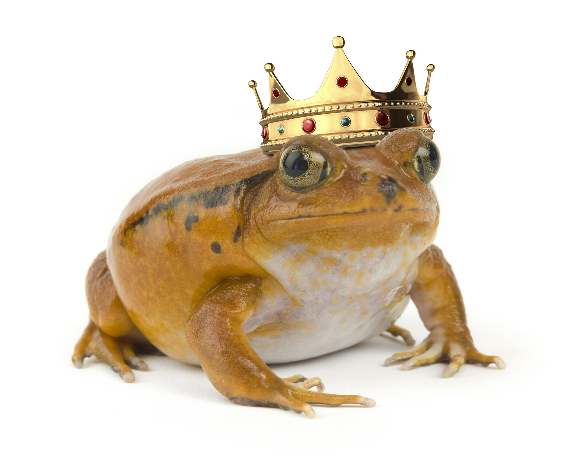 Толстая жаба с короной