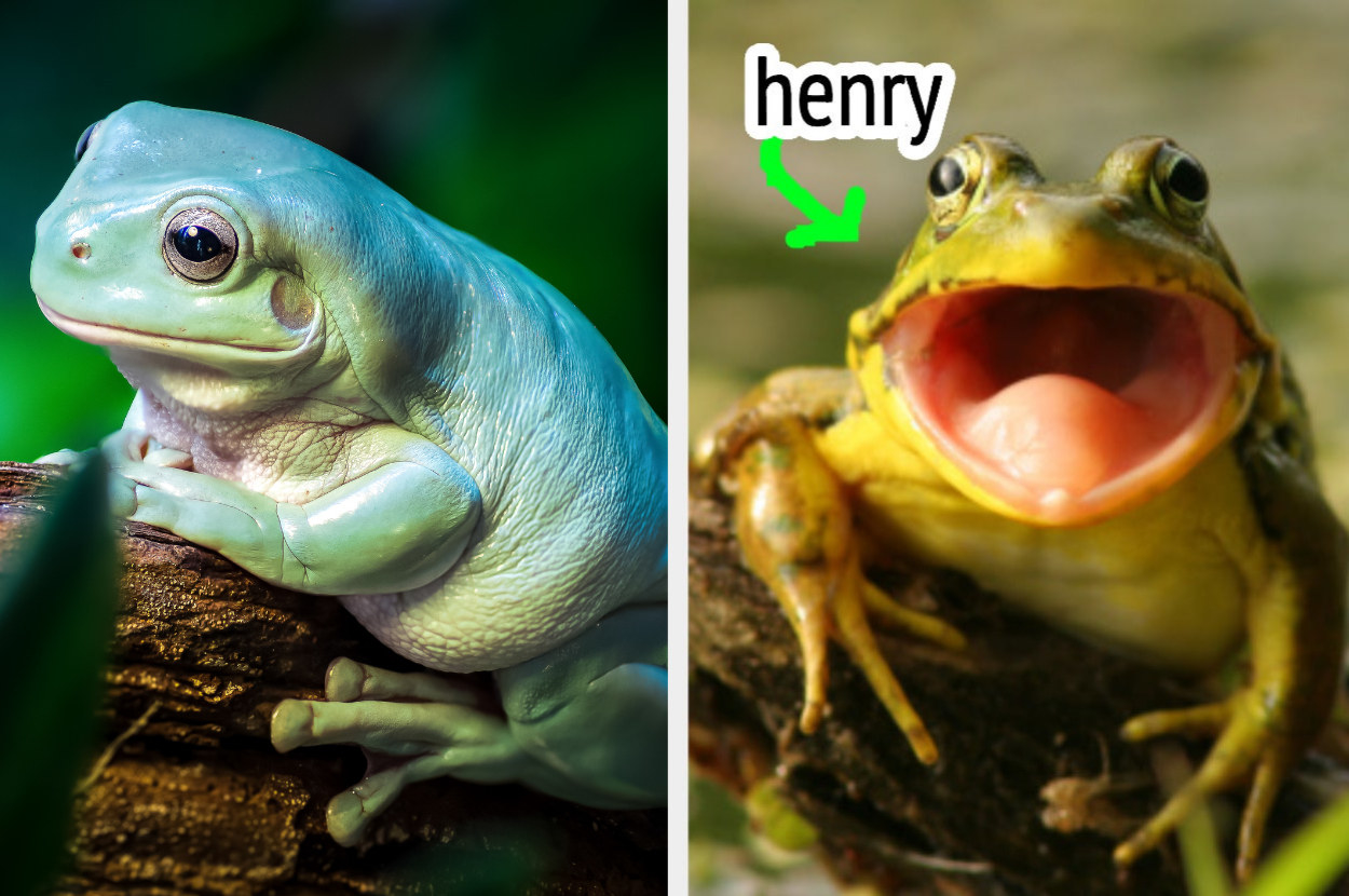 On the left, a frog sitting sort of pensively on a log, and on the right, a frog with its mouth open wide with an arrow pointing to them and Henry typed next to its face