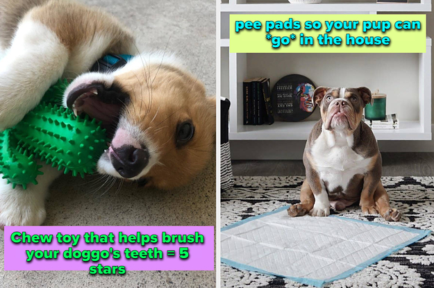 Reviewer's dog chewing cleaning toy and dog on pee pad