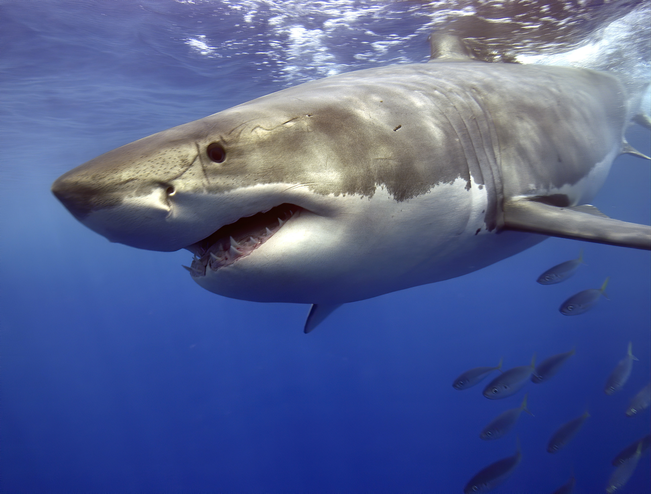 70 Shark Facts That Prove They\'re Actually Pretty Cool