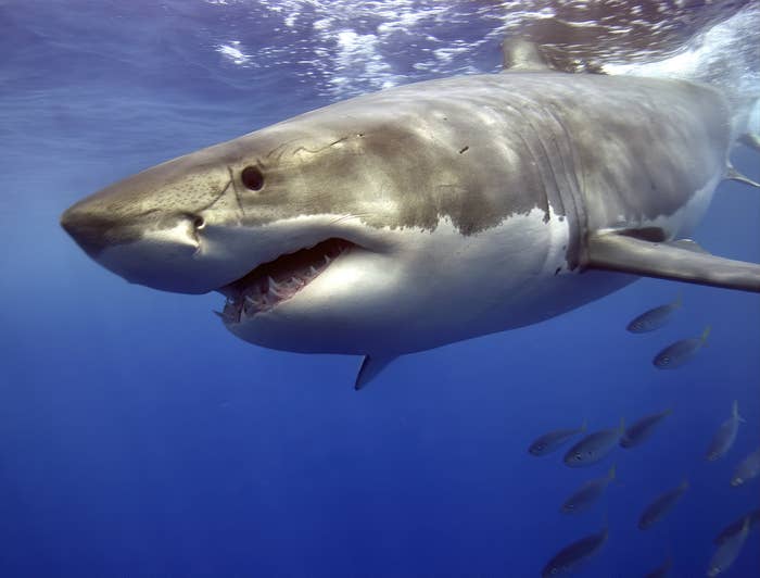 Tiger Shark Facts For Kids: Pictures, Information & Video.