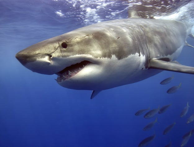 70 Shark Facts That Prove They Re
