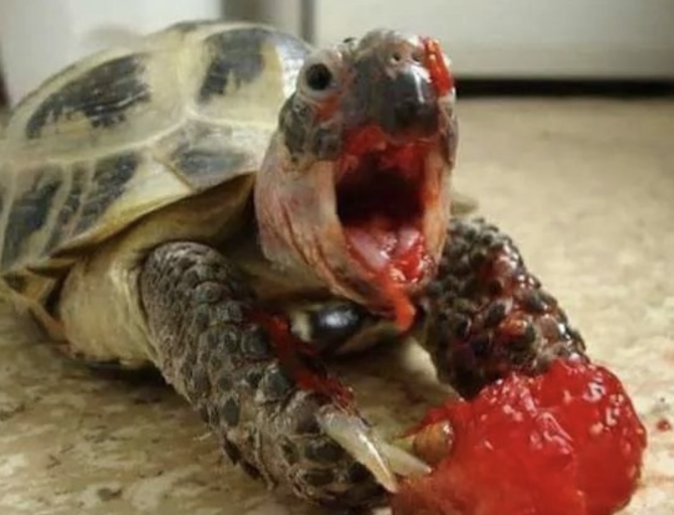 A turtle eating a strawberry