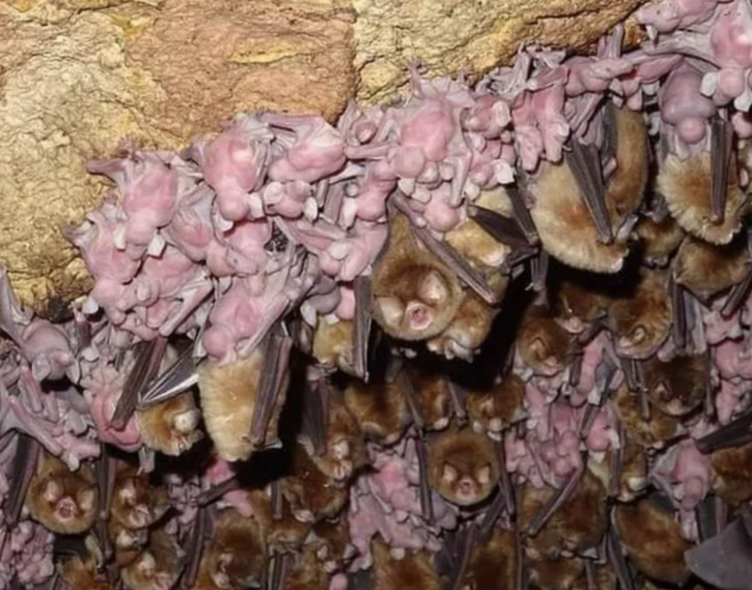 A bat nest