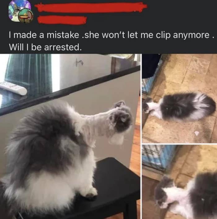 A cat with a bad haircut