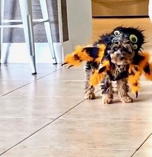 一只狗打扮成一只蜘蛛的形象