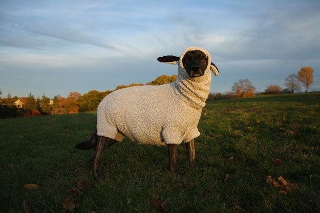 image of a dog dressed as a sheep