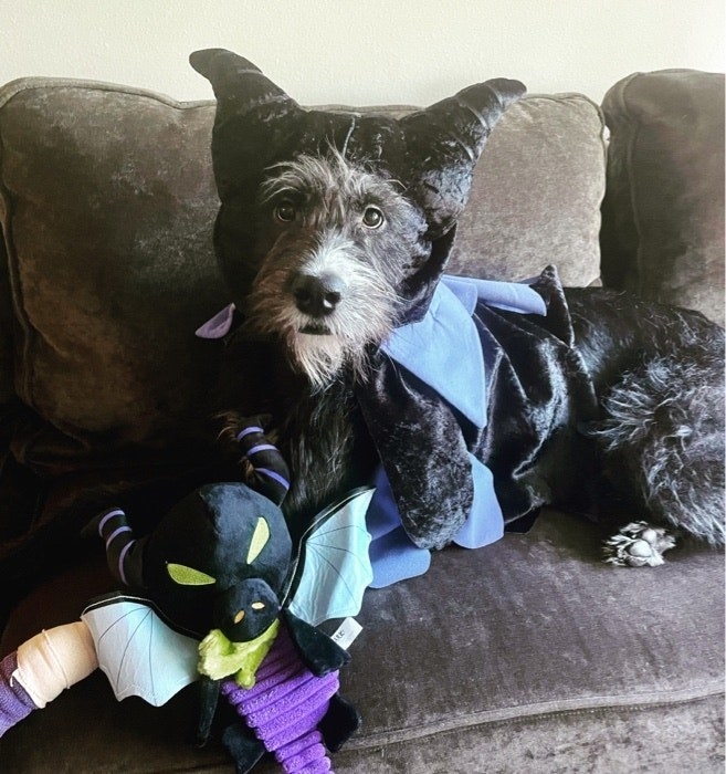 a dog on their couch dressed as disneys maleficent