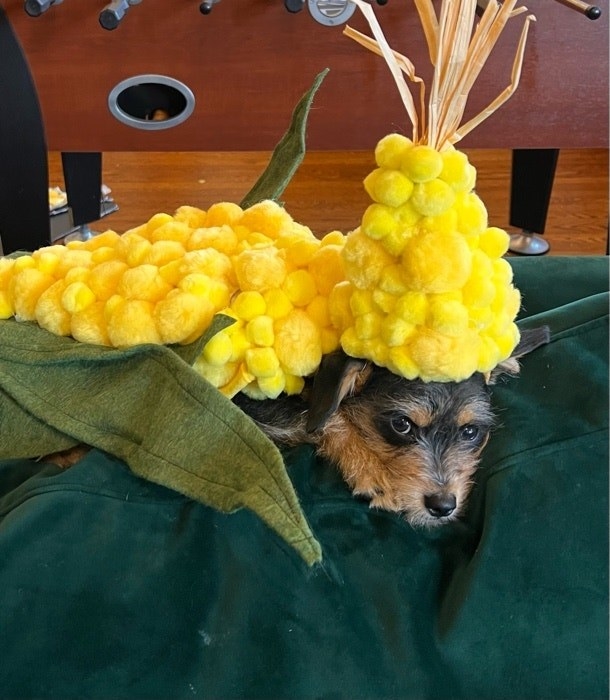 一只狗打扮成玉米的形象
