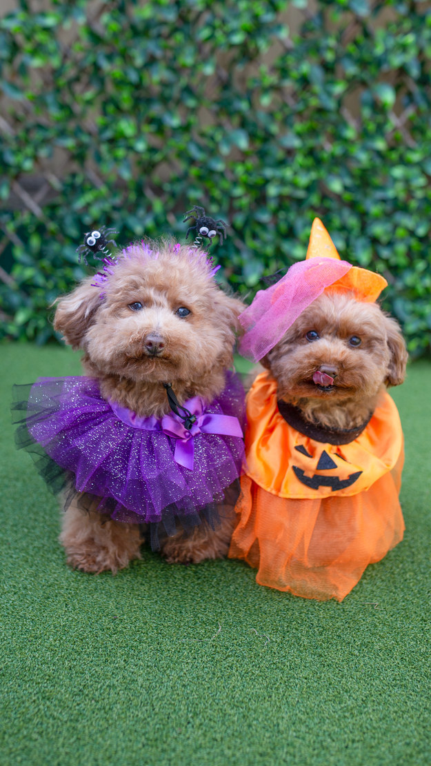 two small dogs in their costumes on the left is a dog in a purple fluffy costume and on the right is a dog dressed as a pumpkin