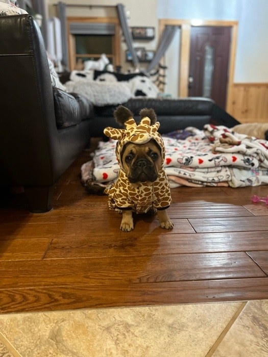 一只狗打扮成长颈鹿