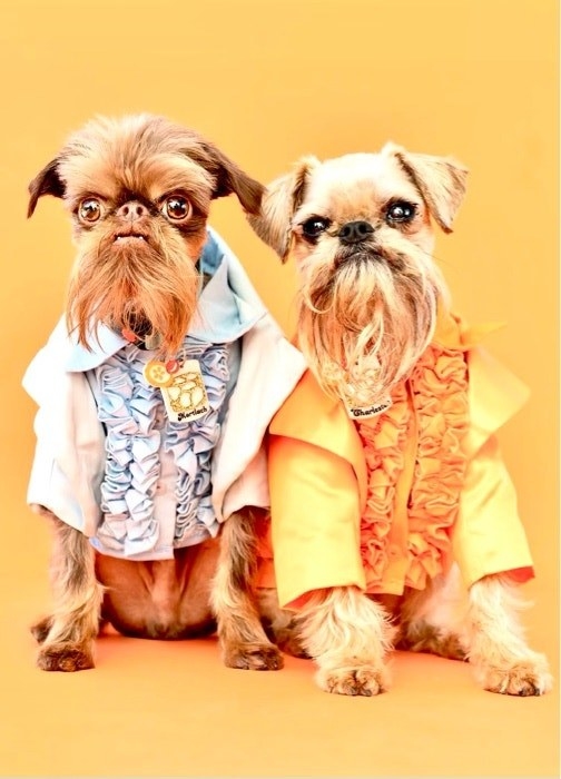 两只狗装扮成哈里与劳埃德《阿呆与阿瓜》