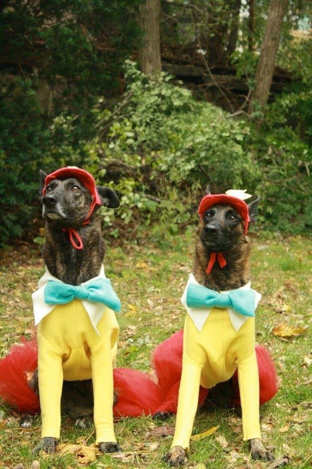 image of two dogs in their costume