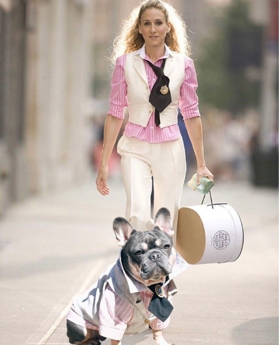 一只狗的形象打扮成卡丽·布莱德肖从欲望都市