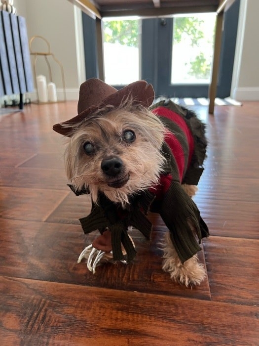 image of a dog dressed as freddy krueger