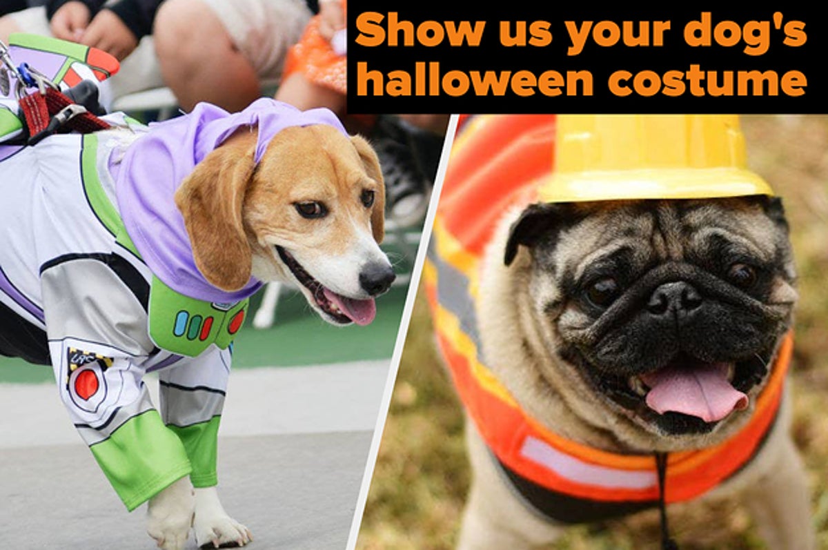 19 Dog Costumes on  That Are 100 Percent Worth It