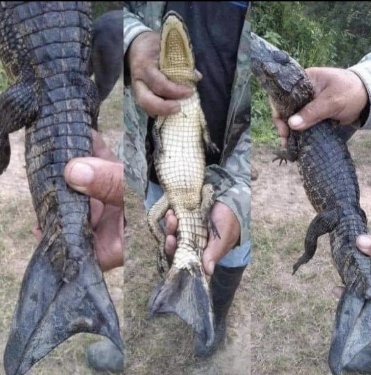 A crocodile&#x27;s tail that looks like a fish tail