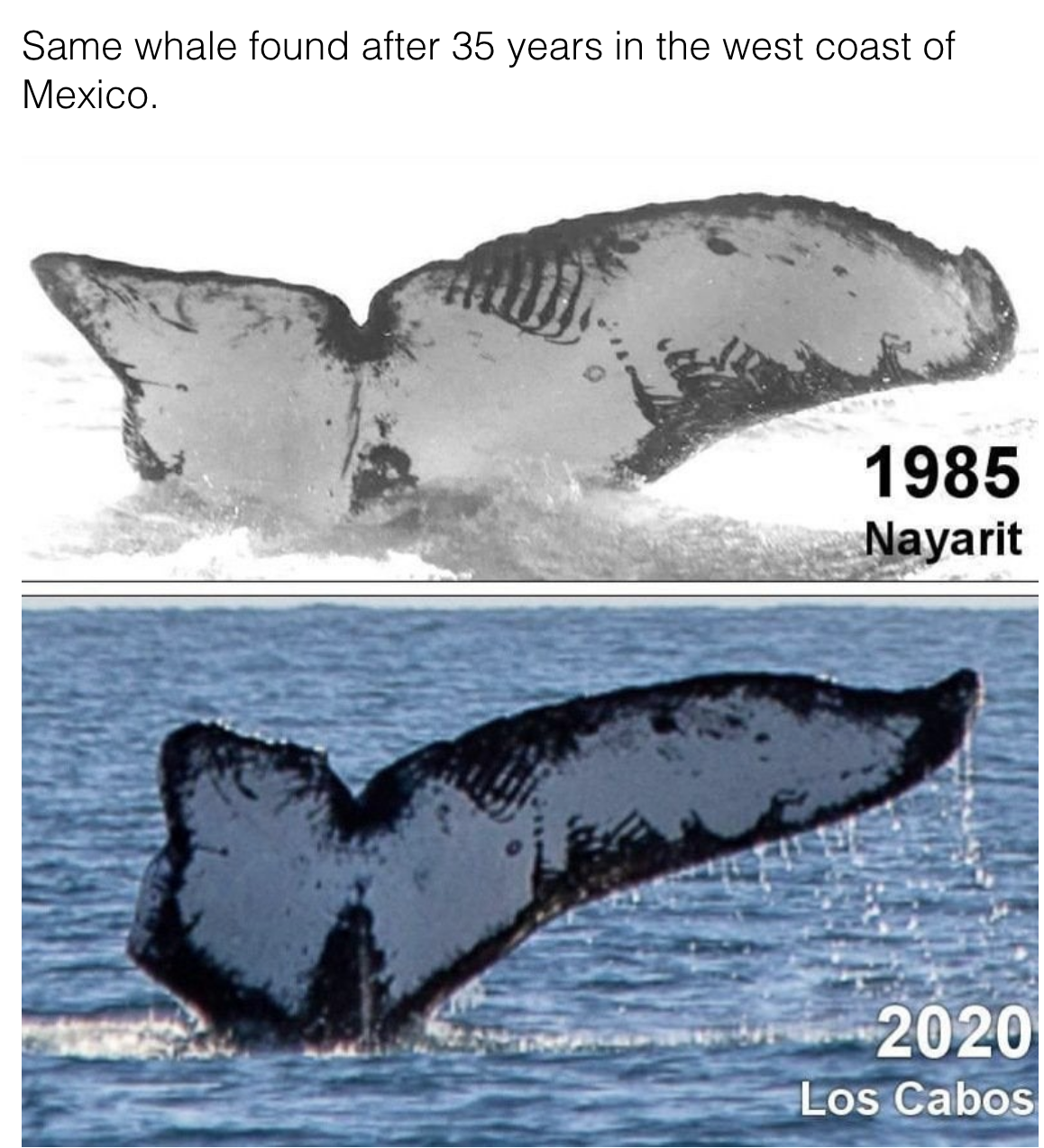 Outline of a whale&#x27;s tail in 1985 and 2020, emerging from the water