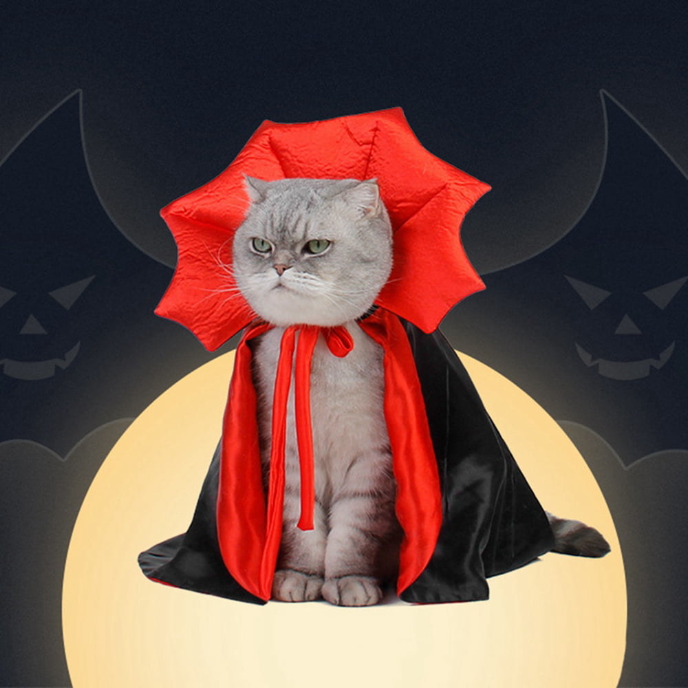 cat wearing the dracula cape