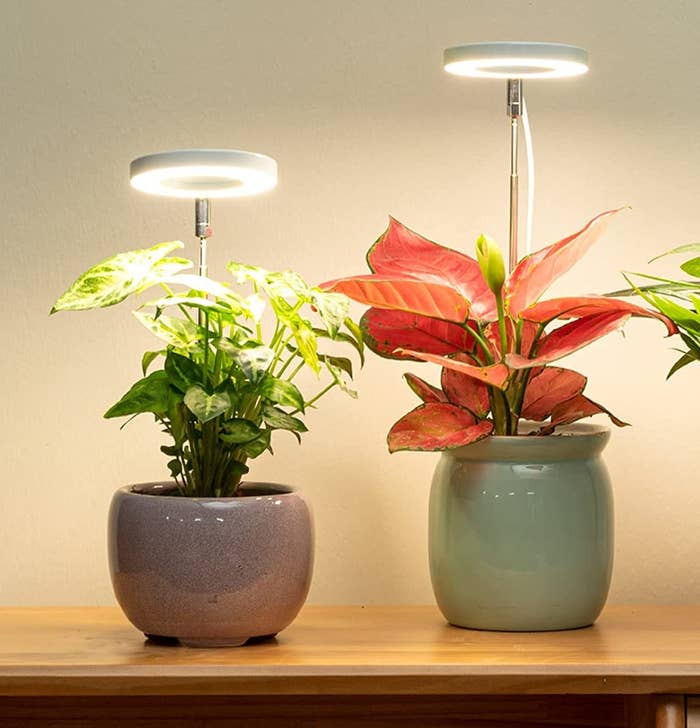 a pair of potted plants with the grow lights inserted into the pots