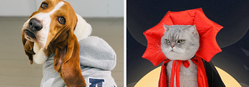 25 Of The Best Walmart Pet Halloween Costumes