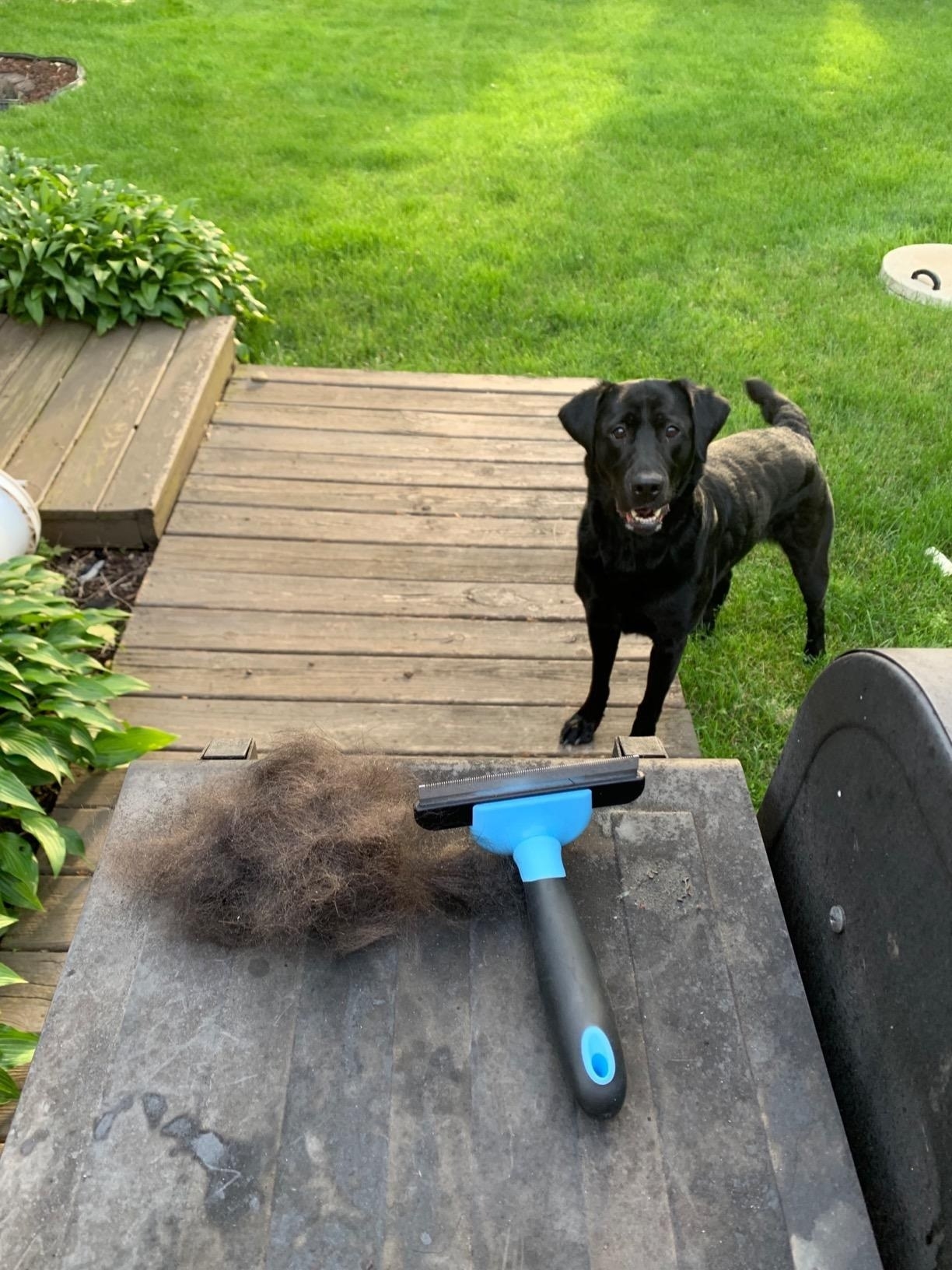 large black dog standing in front of large fur pile removed by the blue grooming brush
