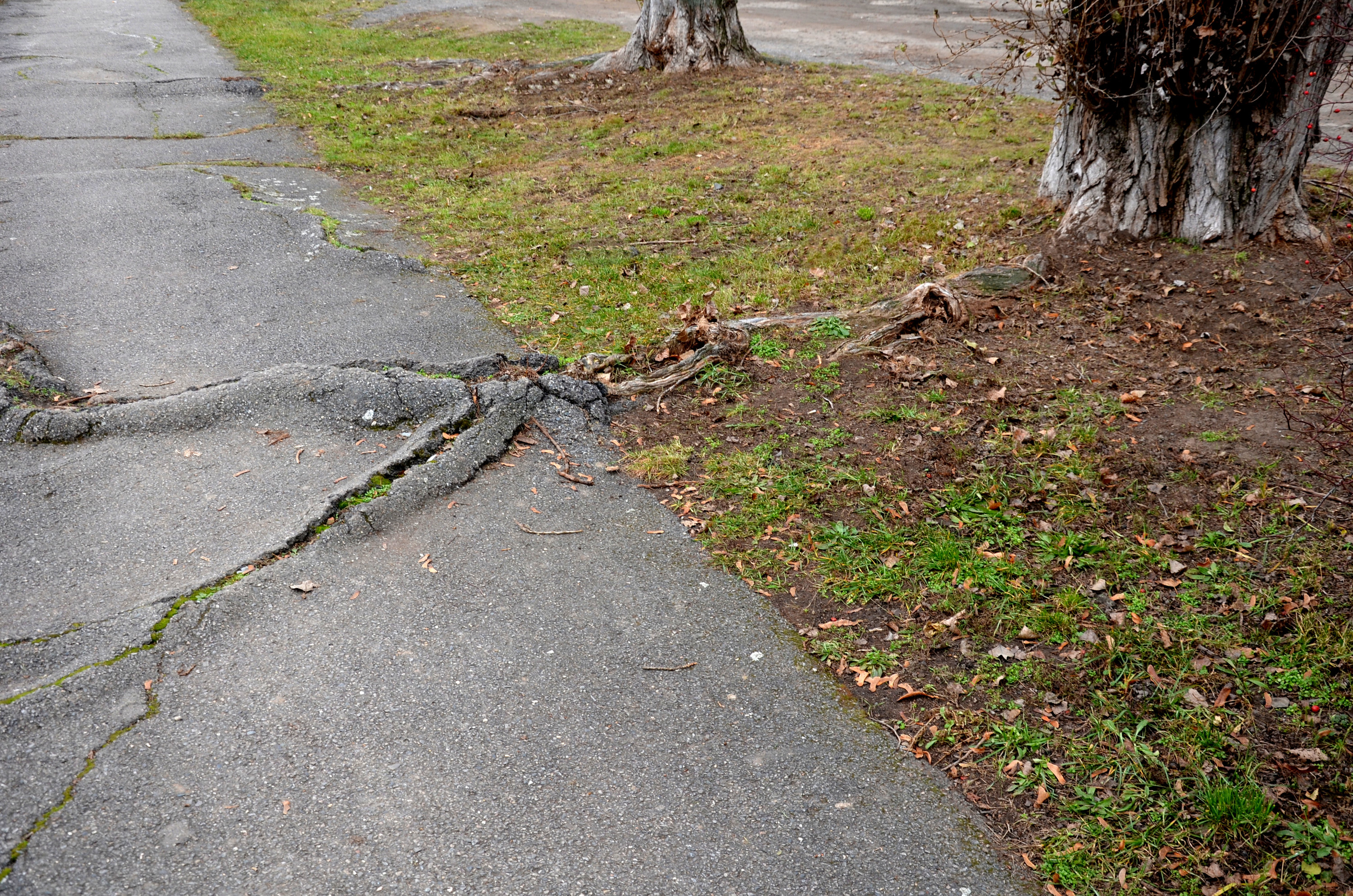 large crack on a sidewalk cause by tree roots