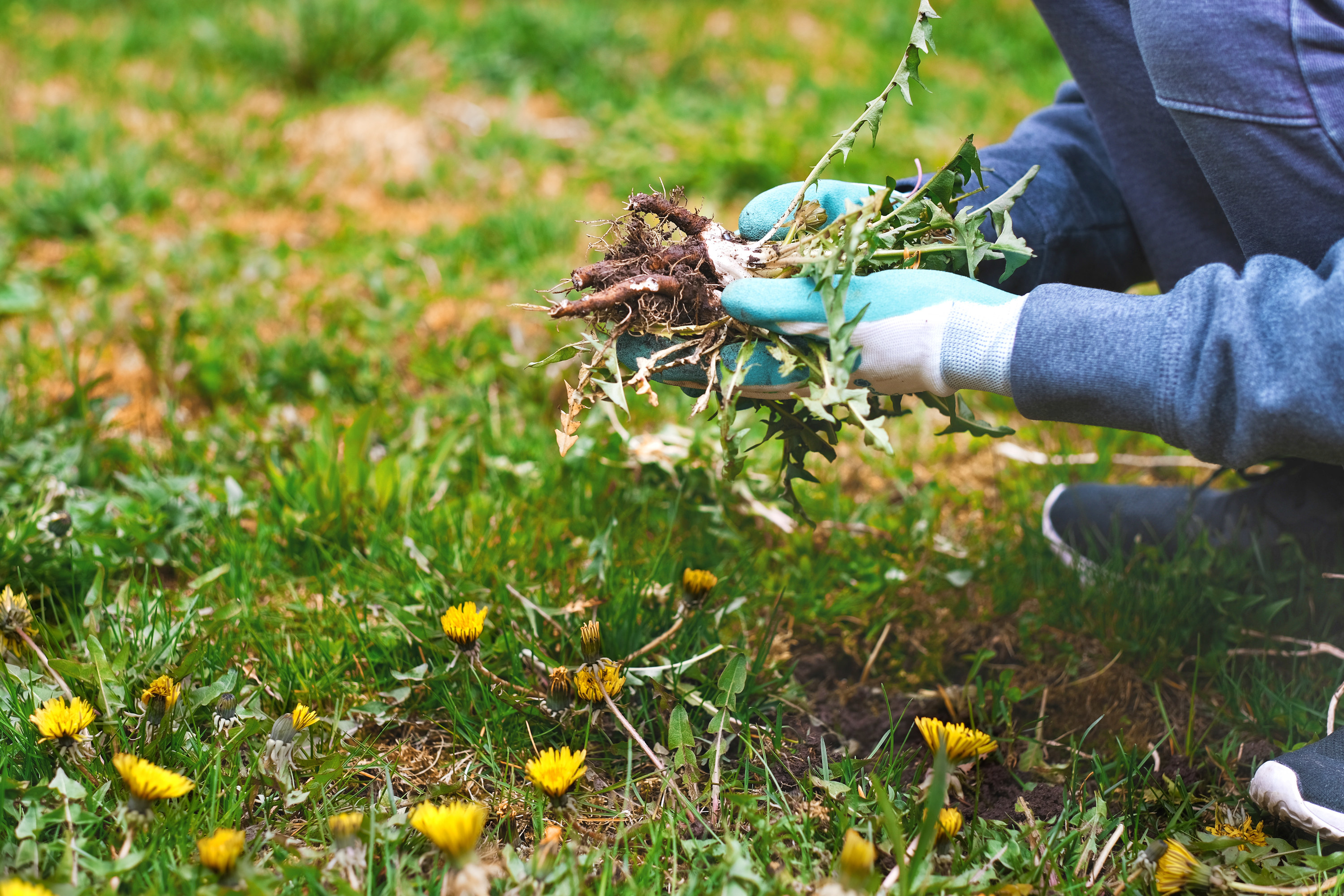 wedding dandelions from a yard