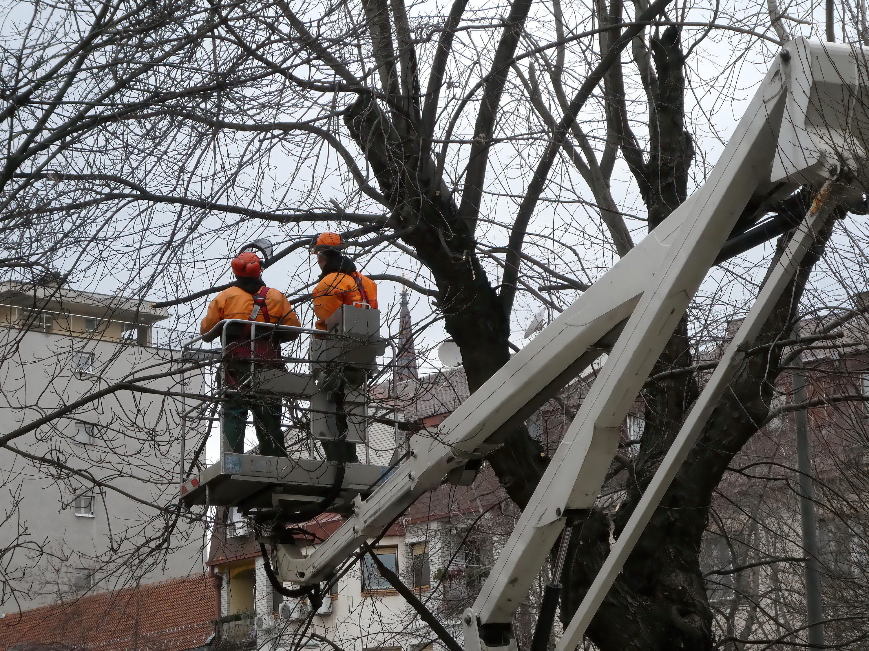 contractors in a lift cutting down a tree