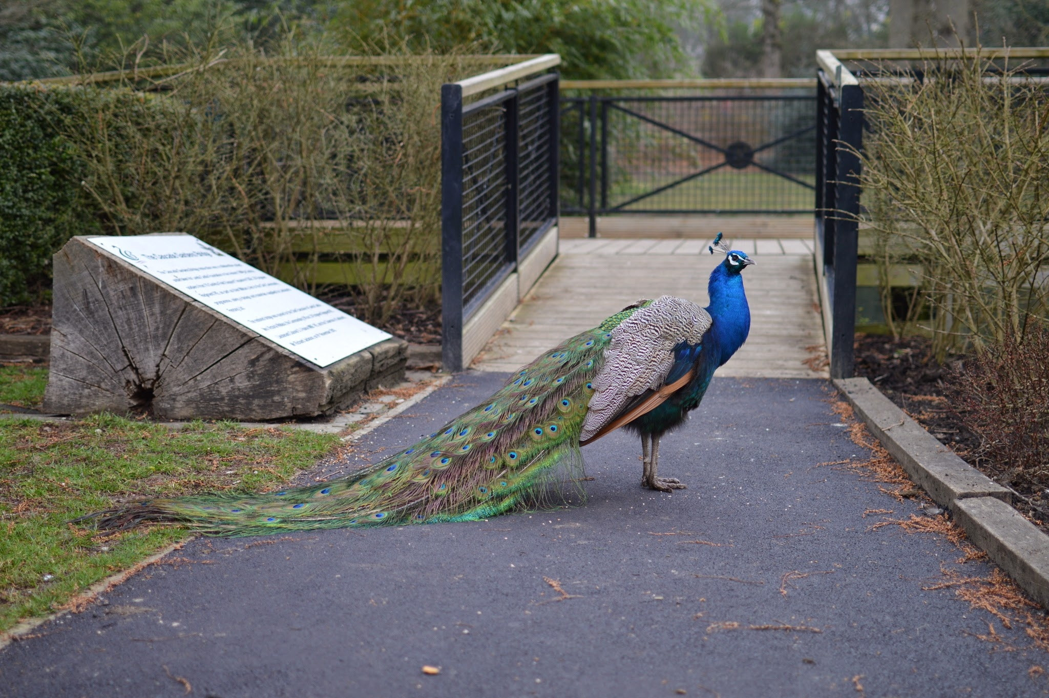 A peacock standing on a paved road