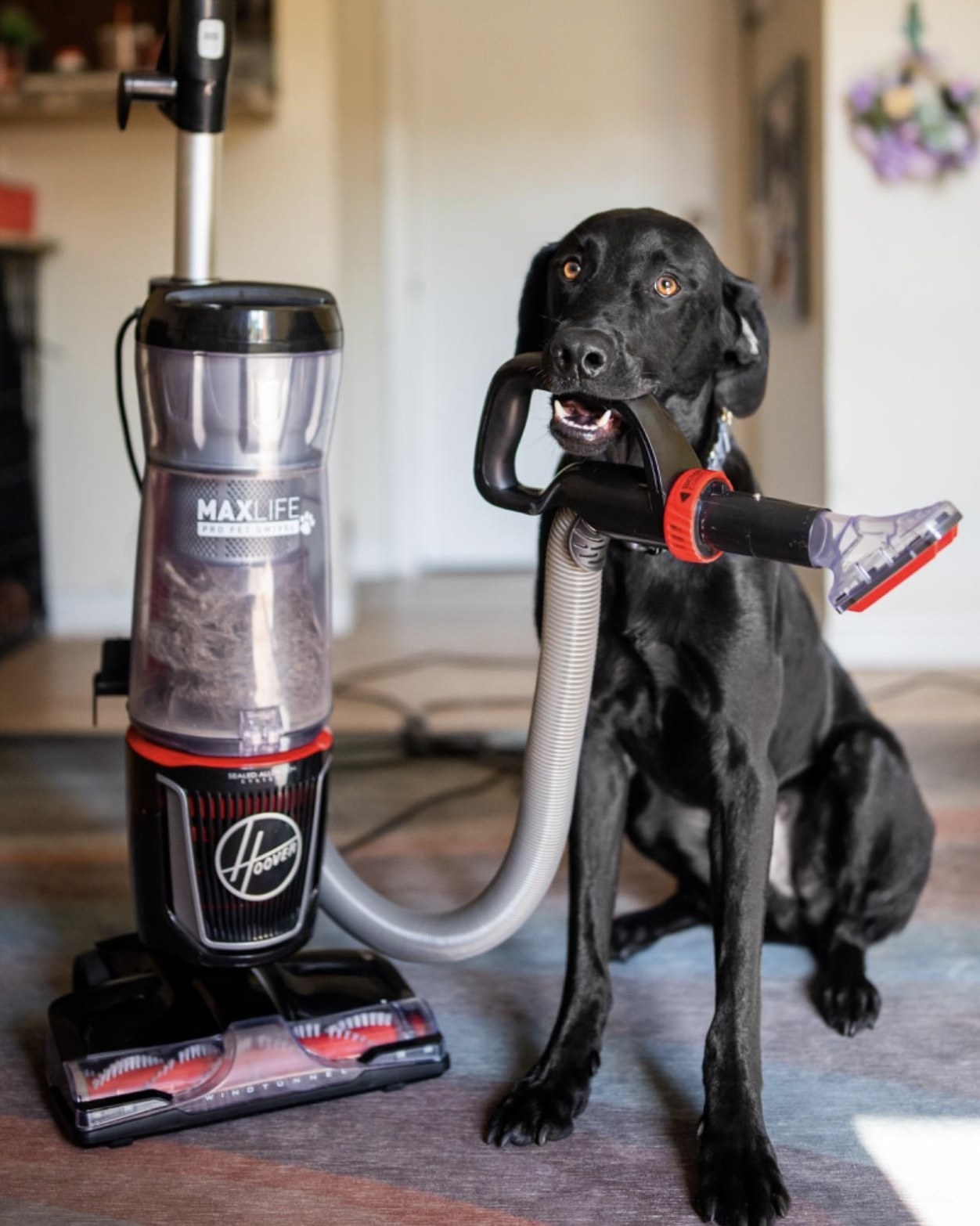reviewer&#x27;s dog holding the vacuum in their mouth