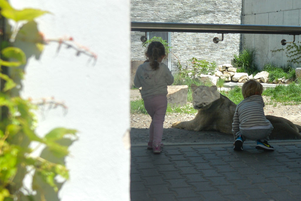 A lion lying on the grass behind glass being watched by two young children