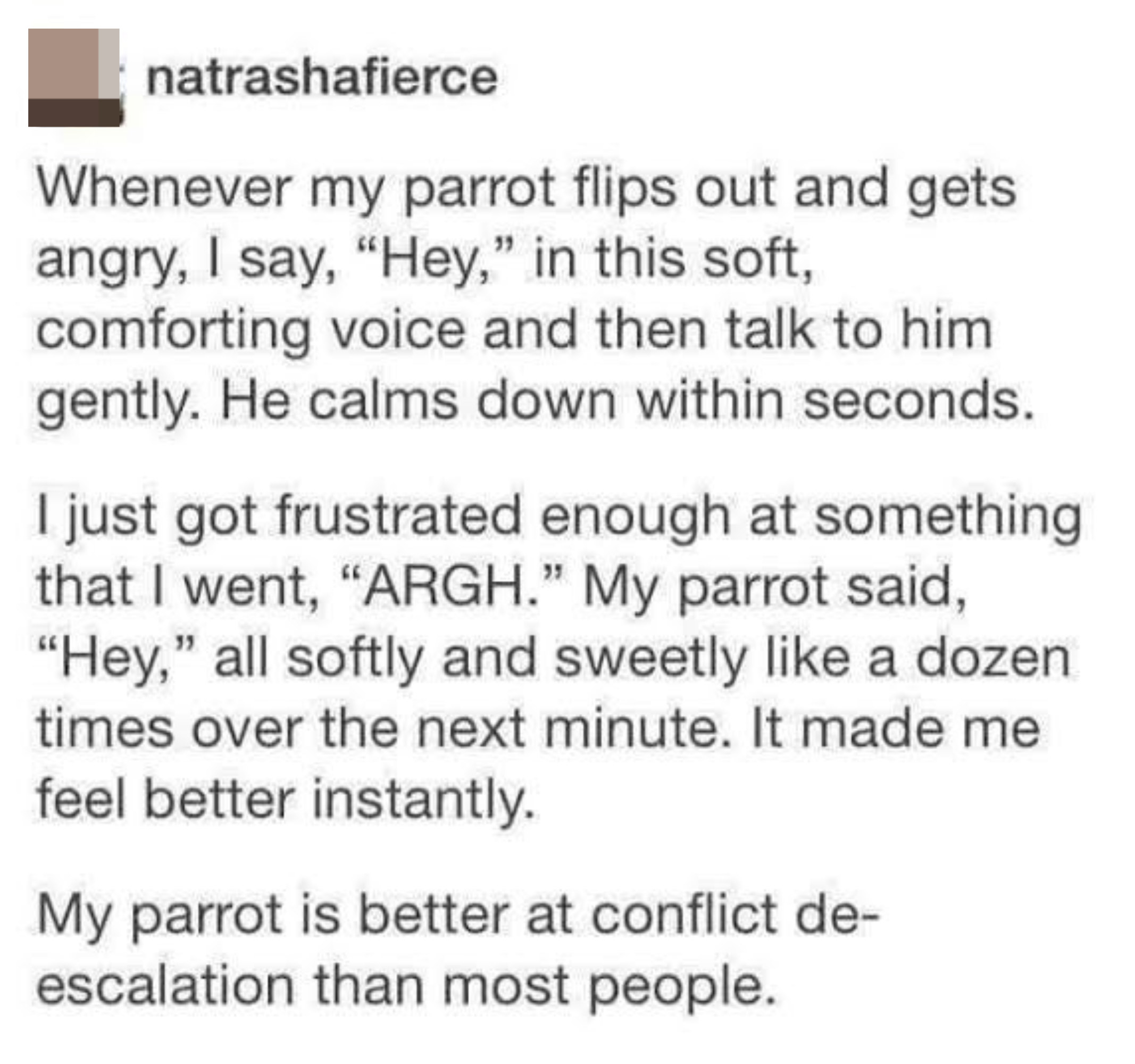 parrot who is good at conflict deescalation