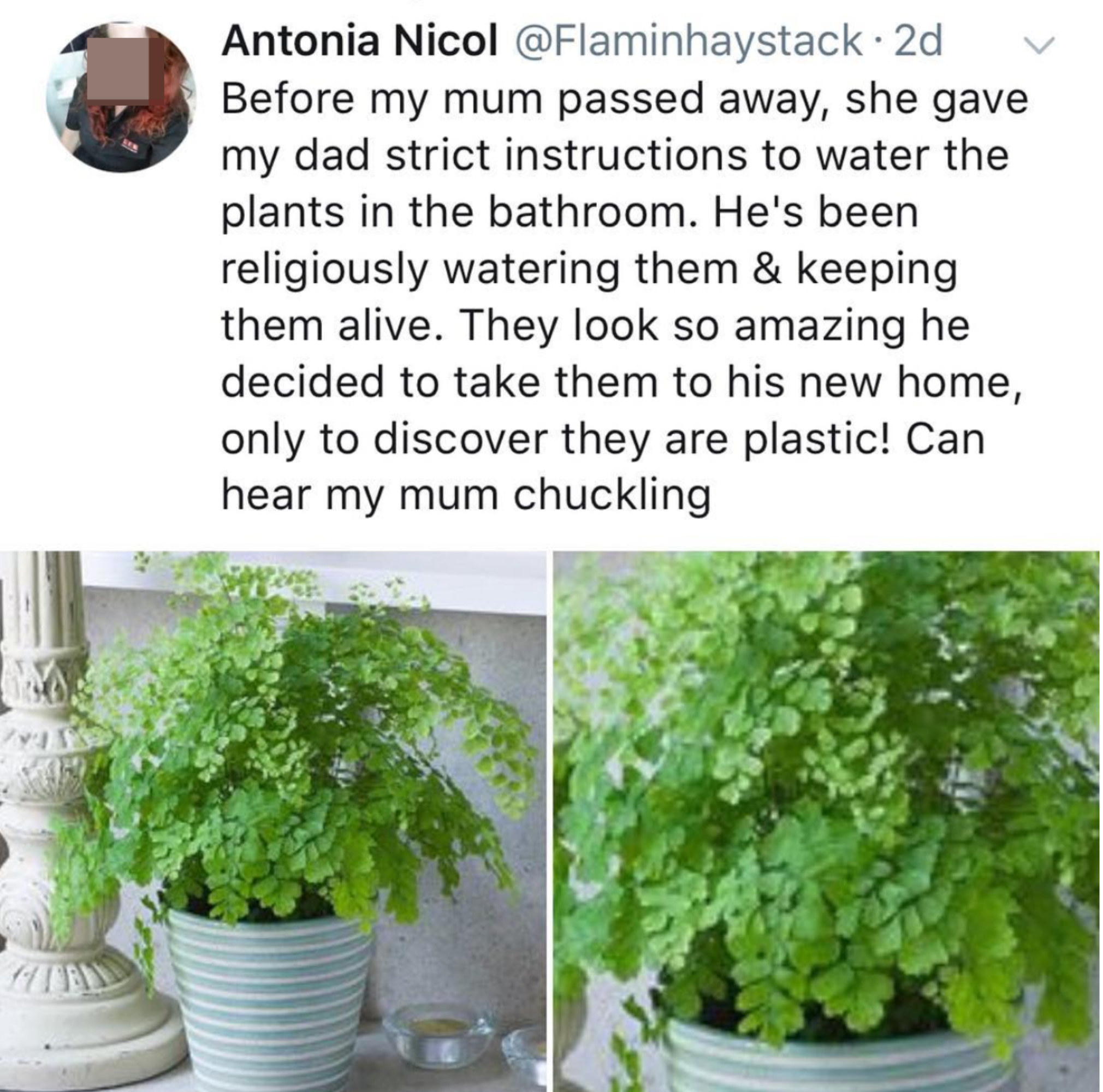 tweet reading Before my mum passed away, she gave my dad strict instructions to water the plants in the bathroom. They look so amazing he decided to take them to his new home, only to discover they are plastic!
