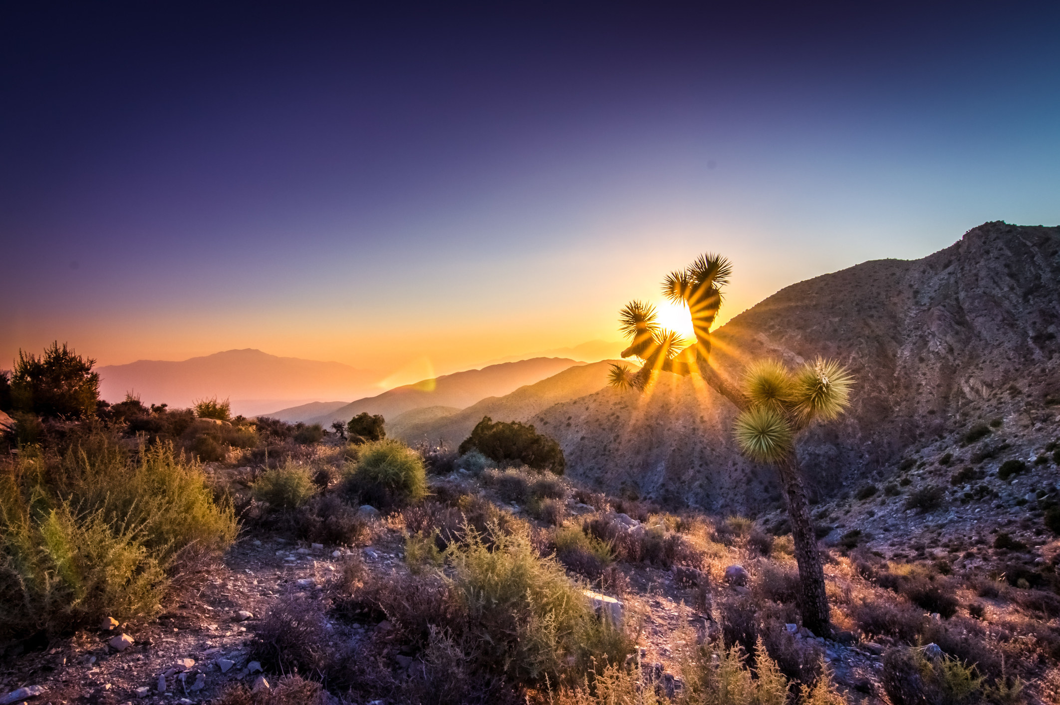 Joshua Tree National Park desert landscape.