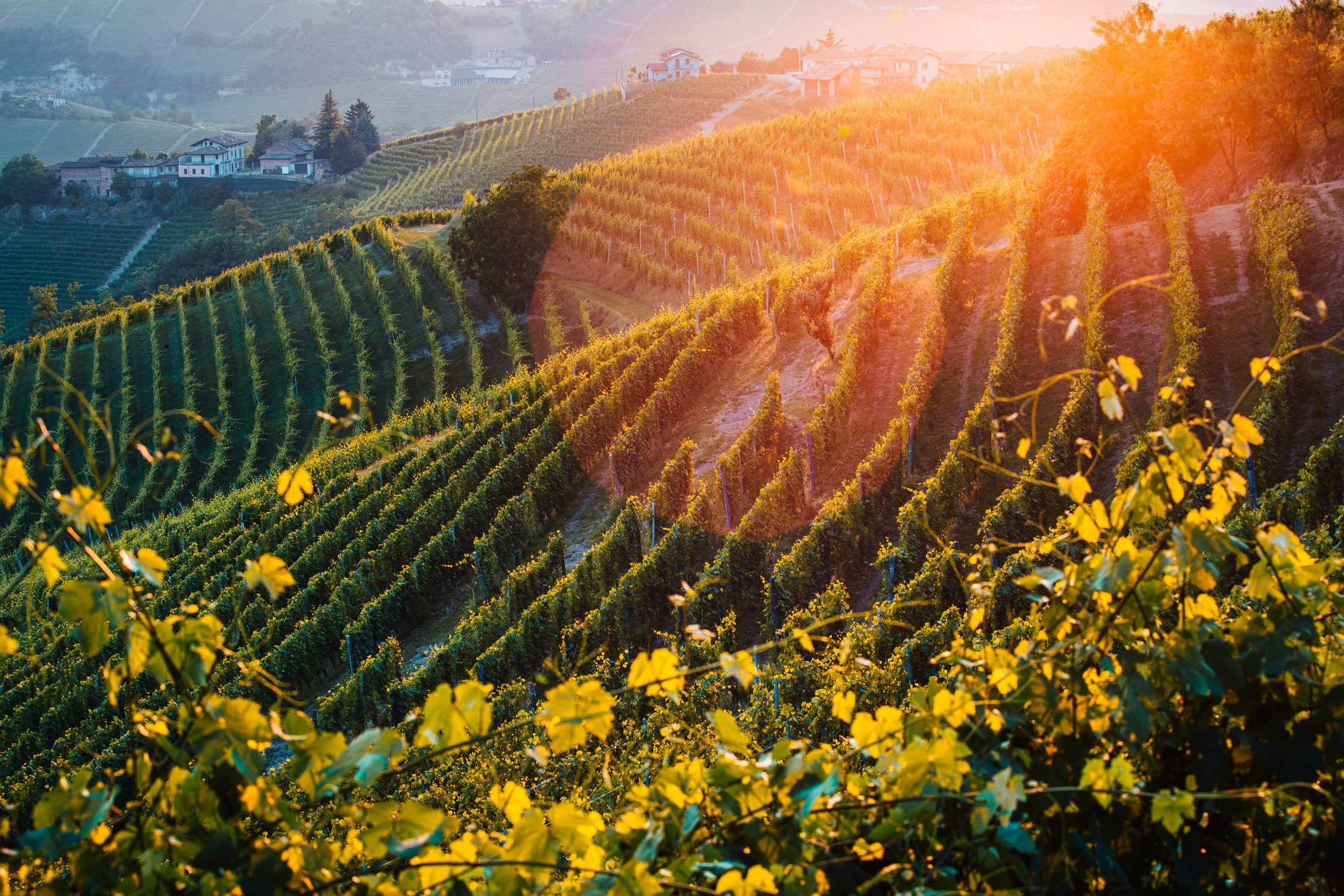 Vineyards on a hill.