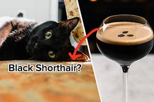 A cat lays on its side and an espresso martini