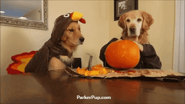 a dog dressed like a turkey and a dog scooping a pumpkin