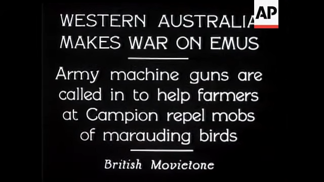 An old newsreel that says western Australia makes war on emus, army machine guns are called in to help farmers at Campion repel mobs of marauding birds
