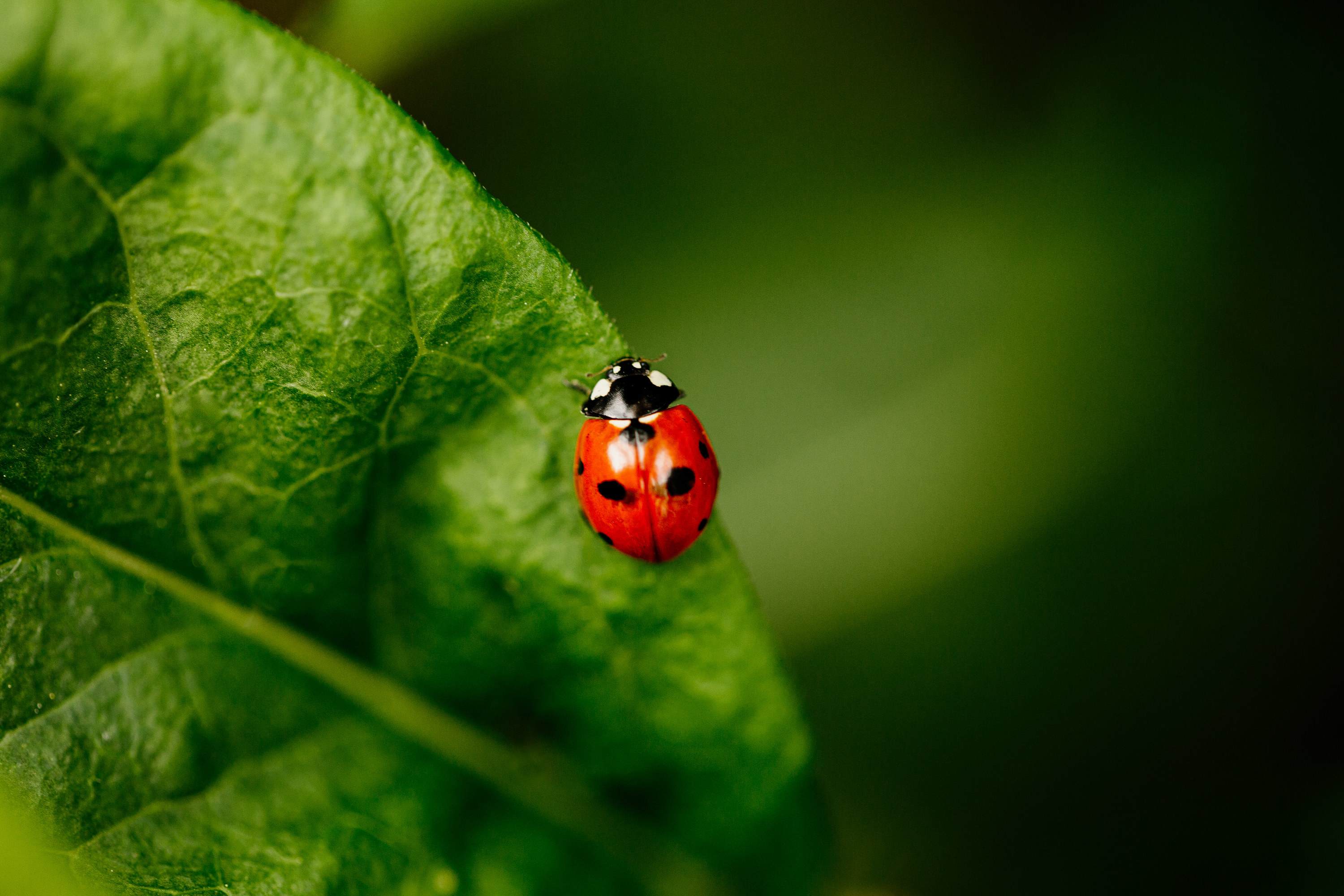 A ladybug sitting on a leaf