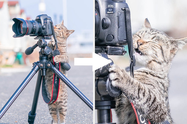 推しの尊い写真が撮れた猫⁉︎思わず笑顔になっちゃう猫の4コマ写真が