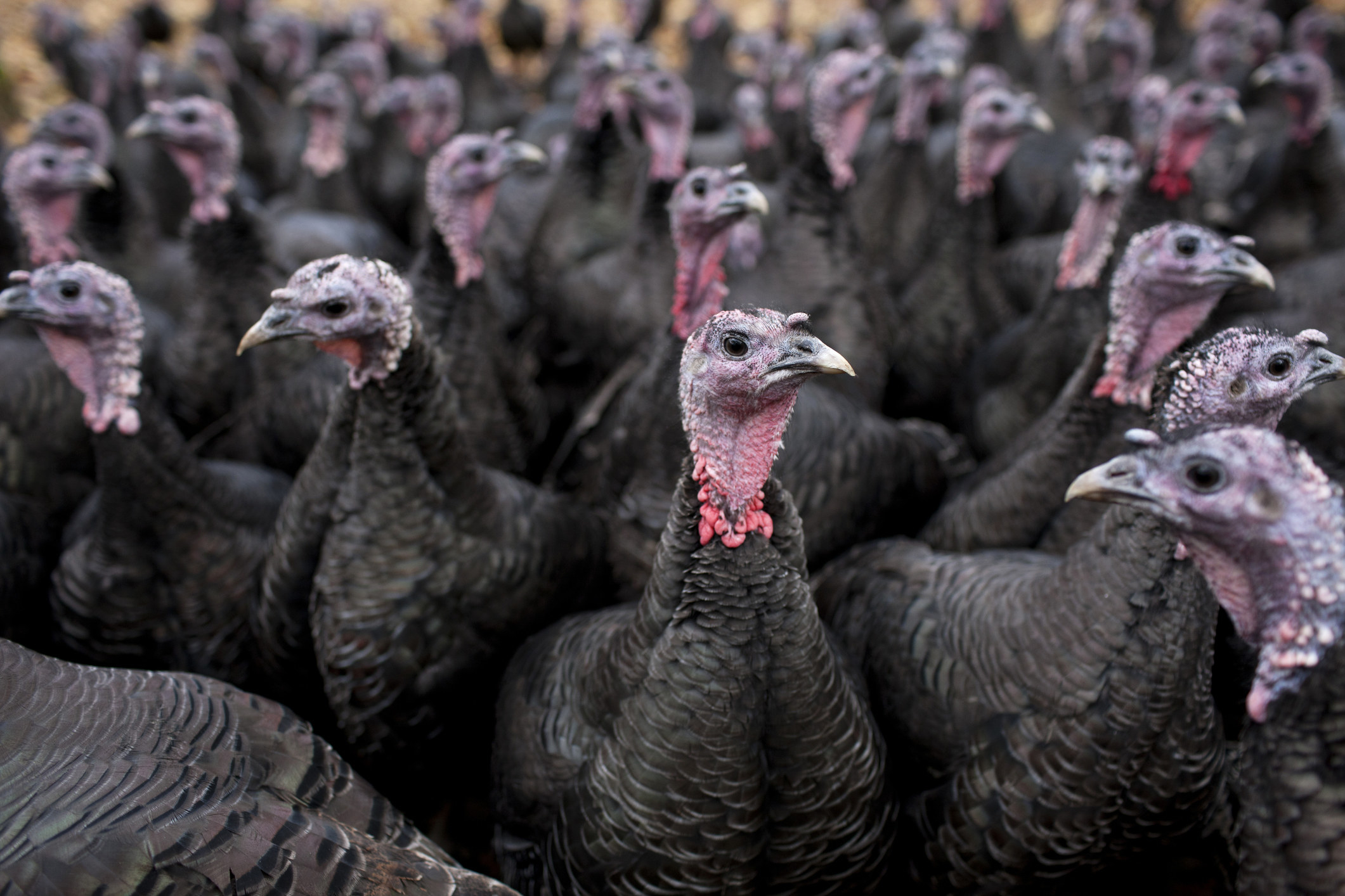 A flock of turkeys