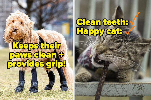 L: dog wearing black leggings that keep their paws clean and provide grip R: cat chewing matatabi stick, a catnip alternative