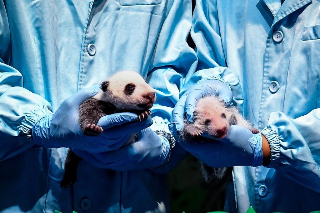 Doctors holding baby pandas