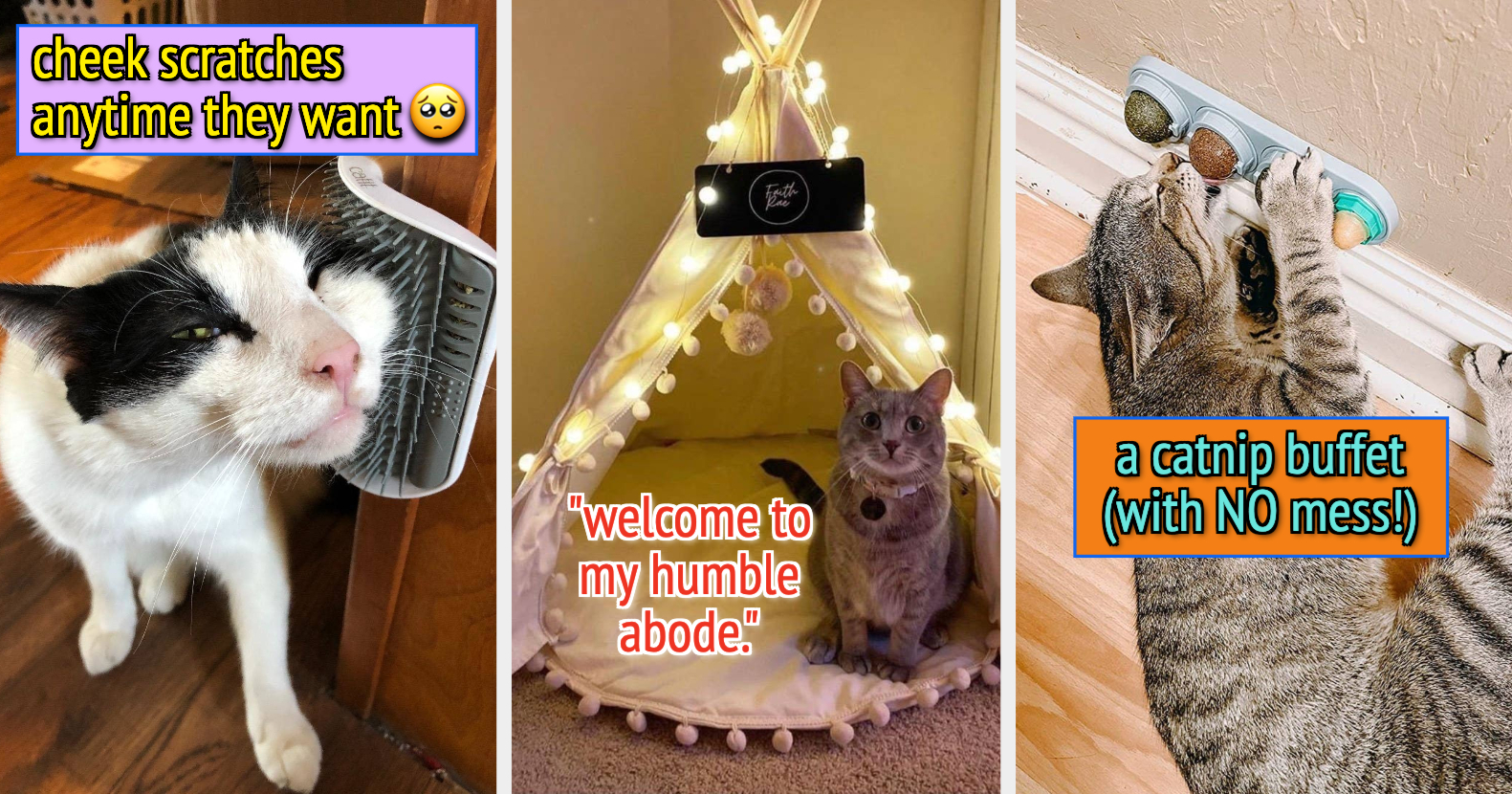 buzzfeed cat gifts