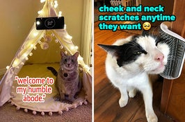 a cat inside a pom-pom tent / a cat rubbing its face on a self grooming toy